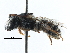  ( - 06747F05-ZAF)  @13 [ ] CreativeCommons - Attribution (2016) CBG Photography Group Centre for Biodiversity Genomics
