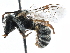  ( - 06747F06-ZAF)  @13 [ ] CreativeCommons - Attribution (2016) CBG Photography Group Centre for Biodiversity Genomics