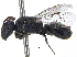  ( - 06747F10-ZAF)  @11 [ ] CreativeCommons - Attribution (2015) CBG Photography Group Centre for Biodiversity Genomics