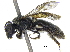  (Lasioglossum CtenoZAF2 - 06747F11-ZAF)  @14 [ ] CreativeCommons - Attribution (2015) CBG Photography Group Centre for Biodiversity Genomics