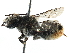  (Megachile frontalis - 06747F12-ZAF)  @15 [ ] CreativeCommons - Attribution (2016) CBG Photography Group Centre for Biodiversity Genomics