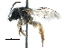  ( - 06747G07-ZAF)  @13 [ ] CreativeCommons - Attribution (2016) CBG Photography Group Centre for Biodiversity Genomics