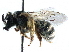  ( - 06747G09-ZAF)  @13 [ ] CreativeCommons - Attribution (2016) CBG Photography Group Centre for Biodiversity Genomics