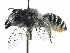  (Megachile ZAF07 - 06747H02-ZAF)  @15 [ ] CreativeCommons - Attribution (2016) CBG Photography Group Centre for Biodiversity Genomics