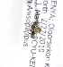  (Lasioglossum DialZAF1 - 06746A11-KEN)  @12 [ ] CreativeCommons - Attribution Non-Commercial Share-Alike (2010) Unspecified York University