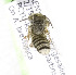  (Megachile KEN12 - 06746B05-KEN)  @13 [ ] CreativeCommons - Attribution Non-Commercial Share-Alike (2010) Unspecified York University