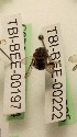  (Stictonomia - CCDB-28239 B05)  @11 [ ] CreativeCommons - Attribution (2015) Laurence Packer York University