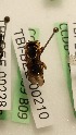 (Eoanthidium TBI01 - CCDB-28239 B09)  @12 [ ] CreativeCommons - Attribution (2015) Laurence Packer York University