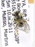  (Trinomia cirrita - CCDB-15282 A10)  @13 [ ] CreativeCommons - Attribution Non-Commercial Share-Alike (2011) Packer Collection York University York University