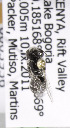  (Othinosmia stupenda - CCDB-15282 C01)  @12 [ ] CreativeCommons - Attribution Non-Commercial Share-Alike (2011) Packer Collection York University York University