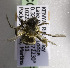  (Trinomia - CCDB-15283 F08)  @13 [ ] CreativeCommons - Attribution Non-Commercial Share-Alike (2011) Packer Collection York University York University