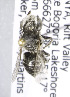  (Megachile KEN21 - CCDB-15283 H07)  @12 [ ] CreativeCommons - Attribution Non-Commercial Share-Alike (2011) Packer Collection York University York University