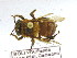 ( - CBF-Hym-00363)  @11 [ ] Copyright (2011) CBF Coleccion Boliviana de Fauna