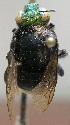 ( - CBF-Hym-00659)  @12 [ ] Copyright (2012) CBF Colección Boliviana de Fauna