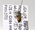  (Sphecodes OR2 - 07-OR-1965)  @12 [ ] CreativeCommons - Attribution Non-Commercial Share-Alike (2010) Unspecified York University