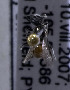  (Sphecodes USA04 - 07-NM-1990)  @12 [ ] CreativeCommons - Attribution Non-Commercial Share-Alike (2010) Unspecified York University