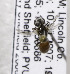  (Sphecodes SWest1 - 07-NM-1992)  @13 [ ] CreativeCommons - Attribution Non-Commercial Share-Alike (2010) Unspecified York University