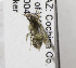  (Calliopsis euphorbiae - 04-AZ-2029)  @12 [ ] CreativeCommons - Attribution Non-Commercial Share-Alike (2010) Unspecified York University
