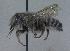  (Megachile sp. aff. parallela - 03-TX-0480)  @14 [ ] CreativeCommons - Attribution Non-Commercial Share-Alike (2010) Unspecified York University