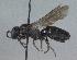  (Hylaeus basalis - 07-MT-1648)  @14 [ ] CreativeCommons - Attribution Non-Commercial Share-Alike (2010) Unspecified York University