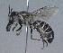  (Megachile adelphodonta - 05-AZ-1548)  @14 [ ] CreativeCommons - Attribution Non-Commercial Share-Alike (2010) Unspecified York University