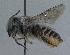  (Megachile cleomis - 07-BC-1514)  @13 [ ] CreativeCommons - Attribution Non-Commercial Share-Alike (2010) Unspecified York University