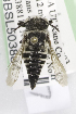  (Coelioxys grindeliae - 03-UT-2317)  @14 [ ] CreativeCommons - Attribution Non-Commercial Share-Alike (2010) Packer Collection at York University York University