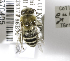  (Colletes eulophi - 00-UT-2272)  @13 [ ] CreativeCommons - Attribution Non-Commercial Share-Alike (2010) Unspecified York University