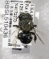  (Osmia austromaritima - 03-UT-2459)  @13 [ ] CreativeCommons - Attribution Non-Commercial Share-Alike (2010) Unspecified York University