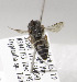  (Dioxys pomonae - 04-NV-2536)  @12 [ ] CreativeCommons - Attribution Non-Commercial Share-Alike (2010) Unspecified York University