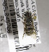  (Dioxys producta - 98-CA-2542)  @13 [ ] CreativeCommons - Attribution Non-Commercial Share-Alike (2010) Unspecified York University