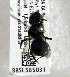  (Osmia malina - 04-CA-2717)  @13 [ ] CreativeCommons - Attribution Non-Commercial Share-Alike (2010) Unspecified York University