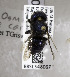  (Osmia cara - 04-CA-2728)  @13 [ ] CreativeCommons - Attribution Non-Commercial Share-Alike (2010) Unspecified York University