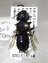  (Osmia gabrielis - 04-CA-2730)  @13 [ ] CreativeCommons - Attribution Non-Commercial Share-Alike (2010) Unspecified York University