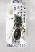  (Osmia giffardi - 05-CA-2744)  @13 [ ] CreativeCommons - Attribution Non-Commercial Share-Alike (2010) Unspecified York University