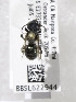  (Osmia sedula - 05-CA-2757)  @13 [ ] CreativeCommons - Attribution Non-Commercial Share-Alike (2010) Unspecified York University