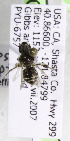  (Calliopsis comptula - CCDB-03746 D07)  @13 [ ] CreativeCommons - Attribution Non-Commercial Share-Alike (2010) Unspecified York University