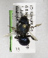 (Osmia sp2 - CCDB-03759 A03)  @12 [ ] CreativeCommons - Attribution Non-Commercial Share-Alike (2010) Unspecified York University