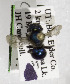  (Osmia ednae - CCDB-03759 A08)  @13 [ ] CreativeCommons - Attribution Non-Commercial Share-Alike (2010) Unspecified York University