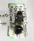  (Osmia alpestris - CCDB-03759 B03)  @13 [ ] CreativeCommons - Attribution Non-Commercial Share-Alike (2010) Unspecified York University