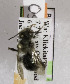  (Osmia densa - CCDB-03759 C07)  @13 [ ] CreativeCommons - Attribution Non-Commercial Share-Alike (2010) Unspecified York University