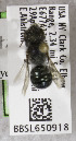  (Osmia marginata - CCDB-03761 A03)  @12 [ ] CreativeCommons - Attribution Non-Commercial Share-Alike (2010) Unspecified York University