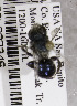  (Osmia cyanopoda - CCDB-03761 A09)  @13 [ ] CreativeCommons - Attribution Non-Commercial Share-Alike (2010) Unspecified York University