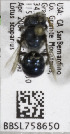  (Osmia clarescens - CCDB-03761 B03)  @13 [ ] CreativeCommons - Attribution Non-Commercial Share-Alike (2010) Unspecified York University