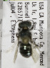  (Osmia lacus - CCDB-03761 C02)  @12 [ ] CreativeCommons - Attribution Non-Commercial Share-Alike (2010) Unspecified York University
