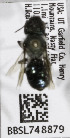  (Osmia pentstemonis - CCDB-03761 C08)  @13 [ ] CreativeCommons - Attribution Non-Commercial Share-Alike (2010) Unspecified York University