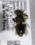  (Osmia nr. albolateralis - CCDB-03761 D06)  @13 [ ] CreativeCommons - Attribution Non-Commercial Share-Alike (2010) Unspecified York University