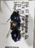  (Osmia parkeri - CCDB-03761 E01)  @13 [ ] CreativeCommons - Attribution Non-Commercial Share-Alike (2010) Unspecified York University