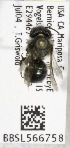  (Osmia sp. Y5 - CCDB-03761 E07)  @12 [ ] CreativeCommons - Attribution Non-Commercial Share-Alike (2010) Unspecified York University