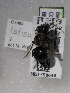  (Osmia latisulcata - CCDB-03758 B02)  @13 [ ] CreativeCommons - Attribution Non-Commercial Share-Alike (2010) Unspecified York University